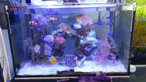 2尺缸可以養幾隻金魚|金魚飼養新手入門：8個金魚飼養技巧大公開（新手必讀）